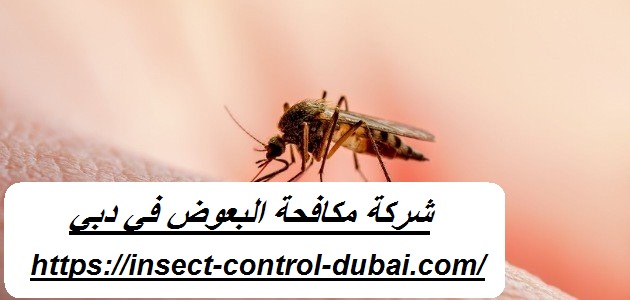 شركة مكافحة البعوض في دبي |0501732352| رش حشرات