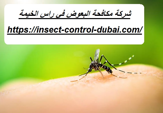 شركة مكافحة البعوض في راس الخيمة