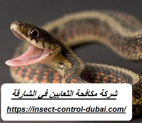 شركة مكافحة الثعابين في الشارقة