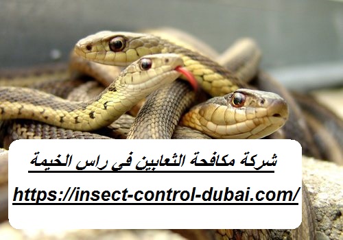 شركة مكافحة الثعابين في راس الخيمة |0501732352| طرد افاعي