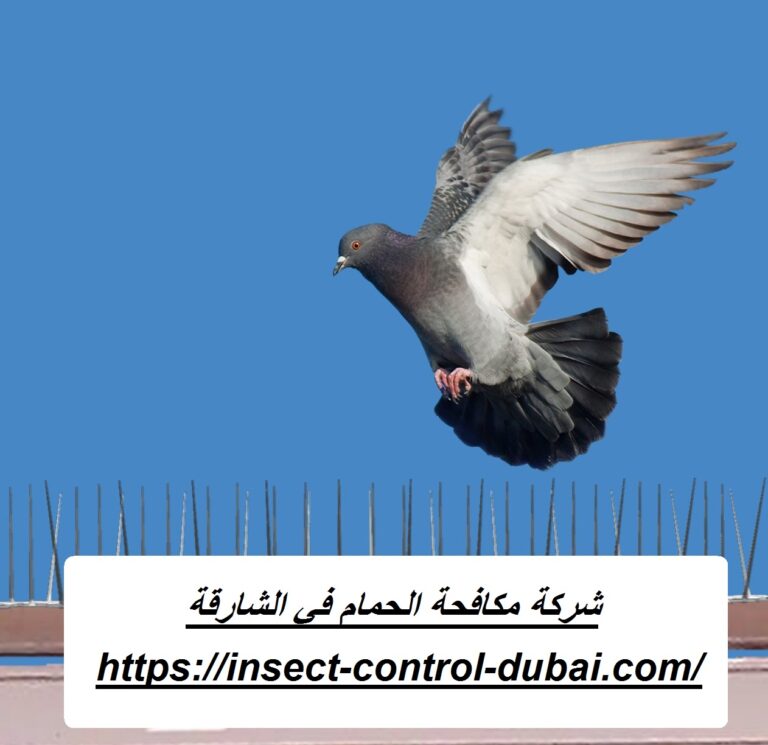شركة مكافحة الحمام في الشارقة |0501732352| طارد حمام