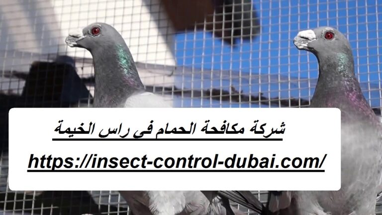 شركة مكافحة الحمام في راس الخيمة |0501732352| طارد حمام