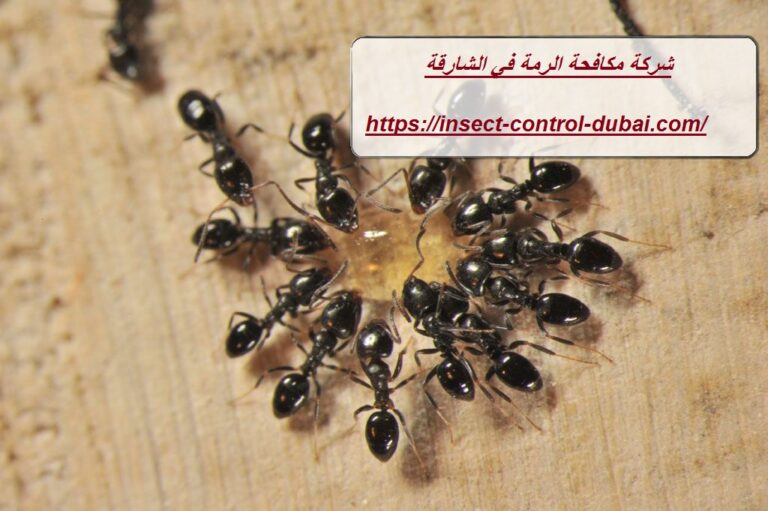 شركة مكافحة الرمة في الشارقة |0501732352