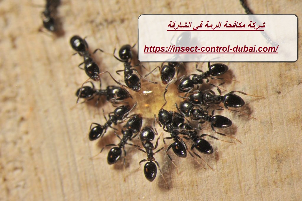 شركة مكافحة الرمة في الشارقة