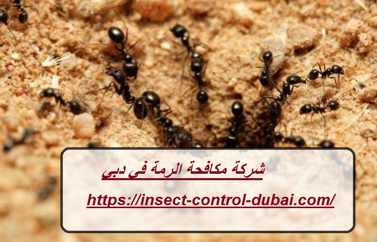 شركة مكافحة الرمة في دبي