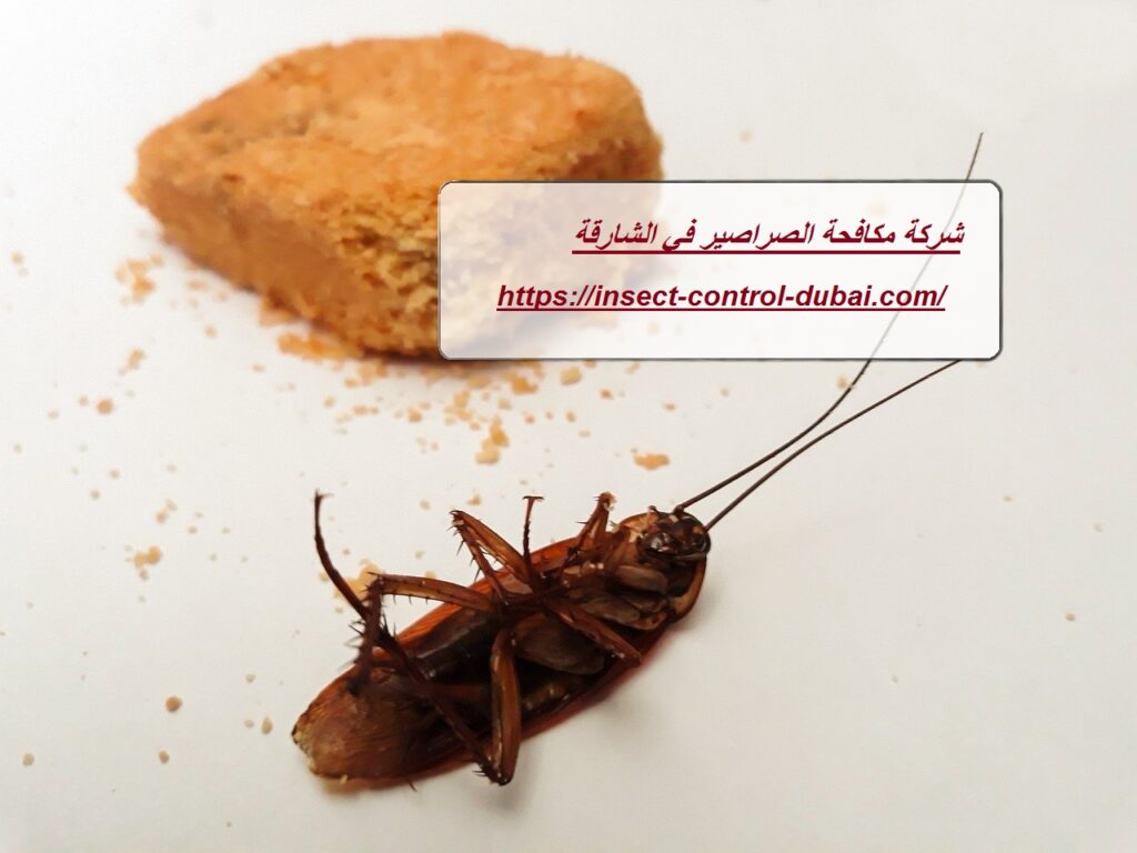 شركة مكافحة الصراصير في الشارقة