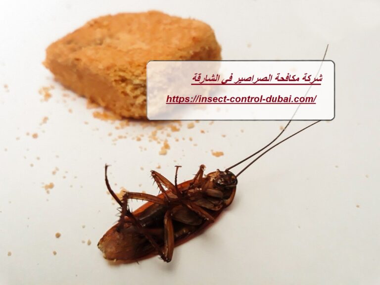 شركة مكافحة الصراصير في الشارقة |0501732352
