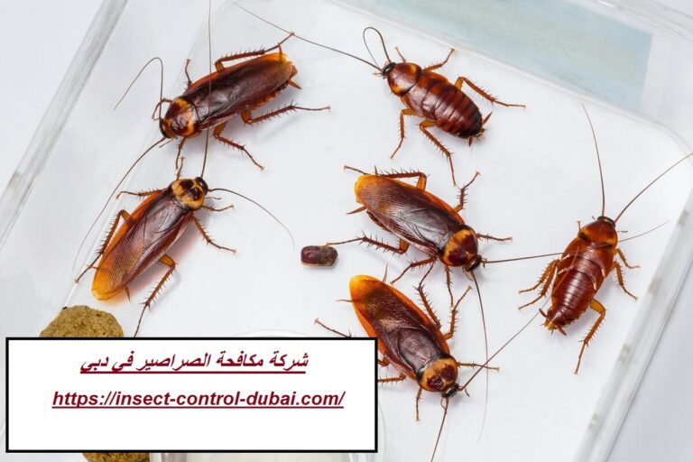 شركة مكافحة الصراصير في دبي |0501732352| رش الصراصير