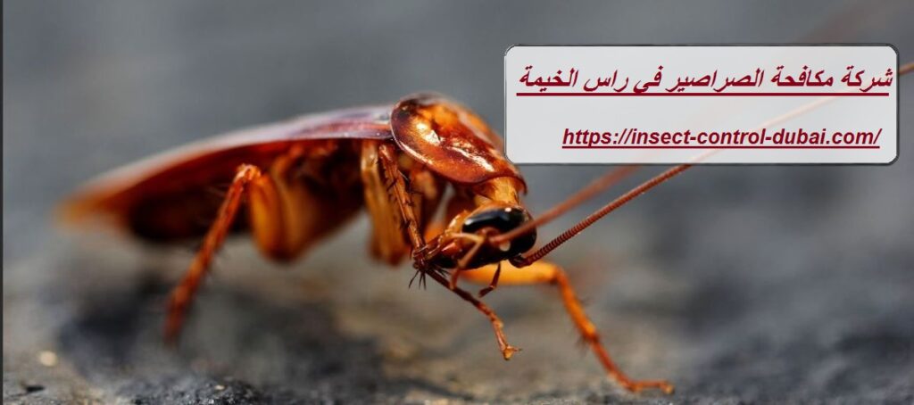شركة مكافحة الصراصير في راس الخيمة