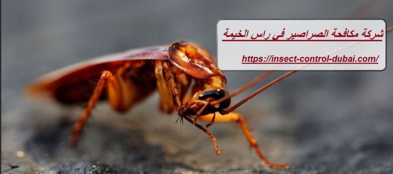 شركة مكافحة الصراصير في راس الخيمة |0501732352