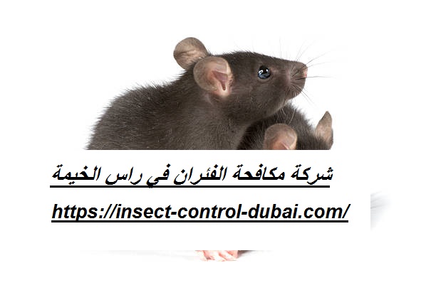 شركة مكافحة الفئران في راس الخيمة