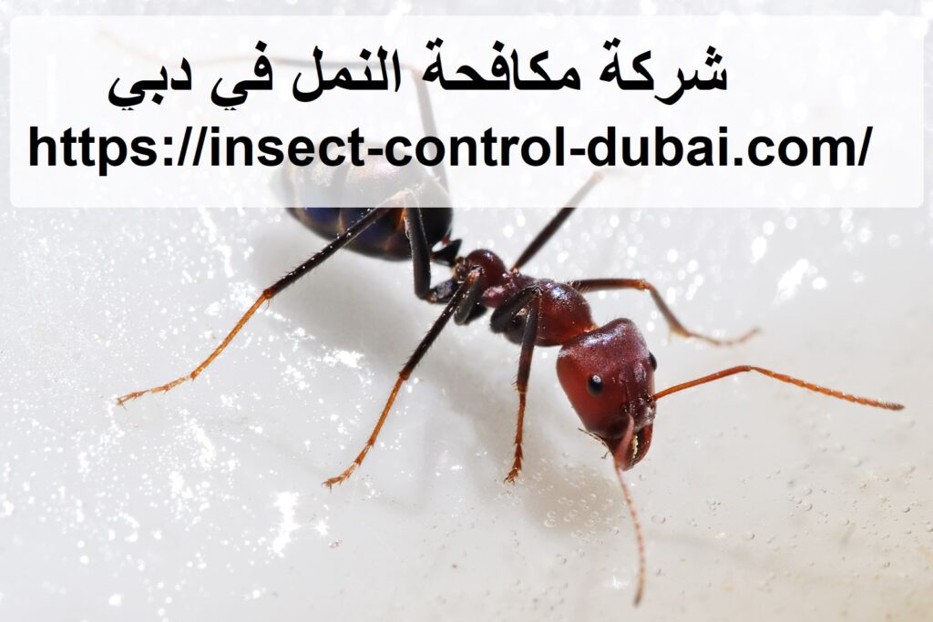 شركة مكافحة النمل في دبي