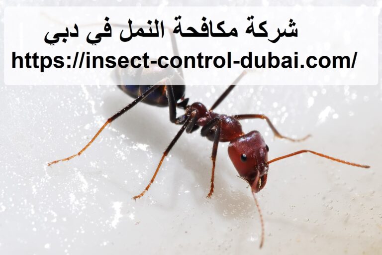 شركة مكافحة النمل في دبي |0501732352| طرد النمل