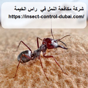 شركة مكافحة النمل في راس الخيمة |0501732352