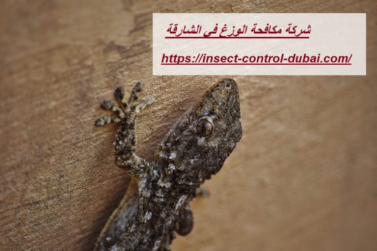 شركة مكافحة الوزغ في الشارقة |0501732352| مكافحة الطيطار