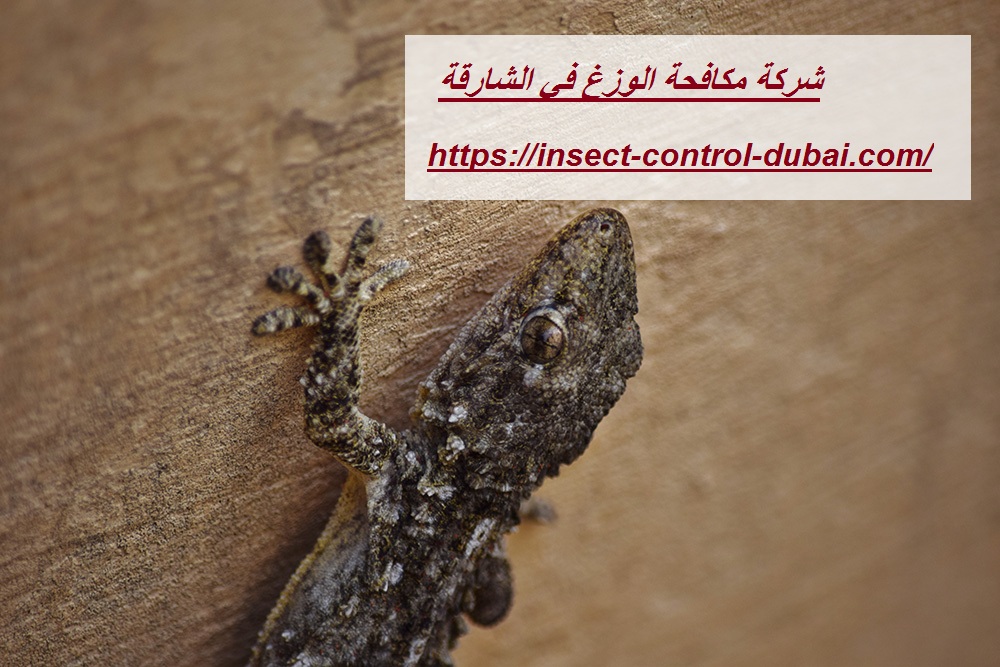 شركة مكافحة الوزغ في الشارقة
