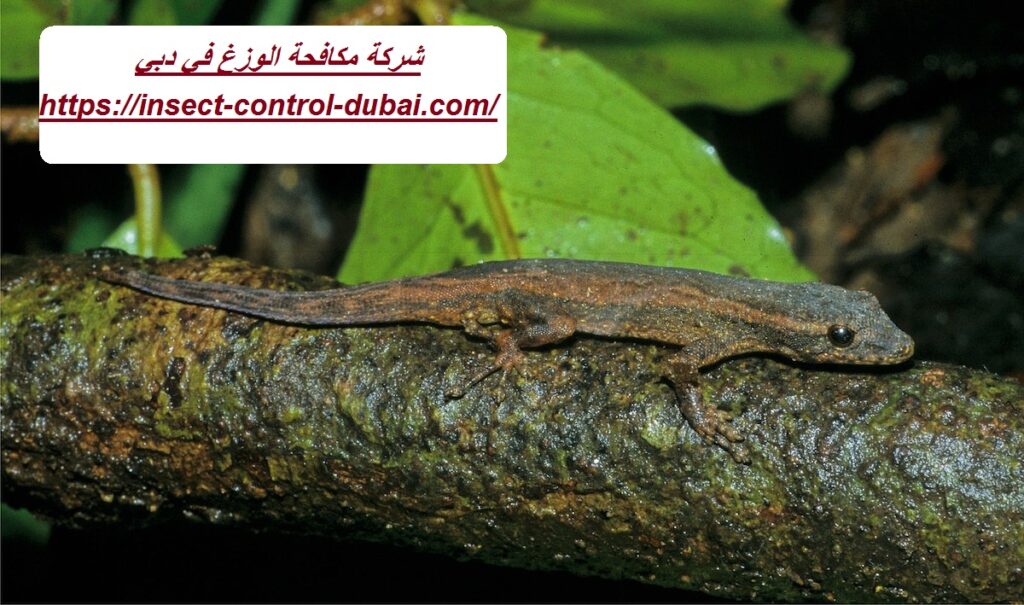 شركة مكافحة الوزغ في دبي
