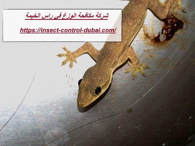 شركة مكافحة الوزغ في راس الخيمة |0501732352