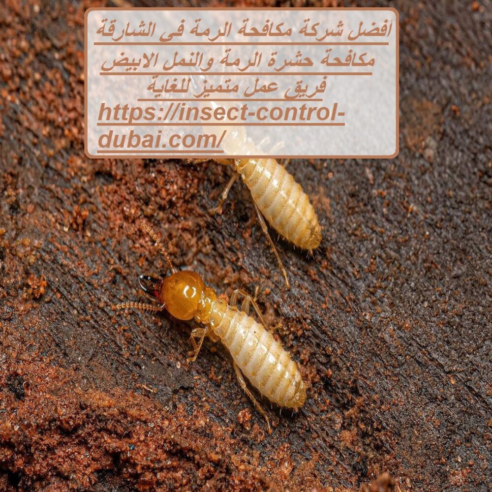 شركة مكافحة الرمة في الشارقة