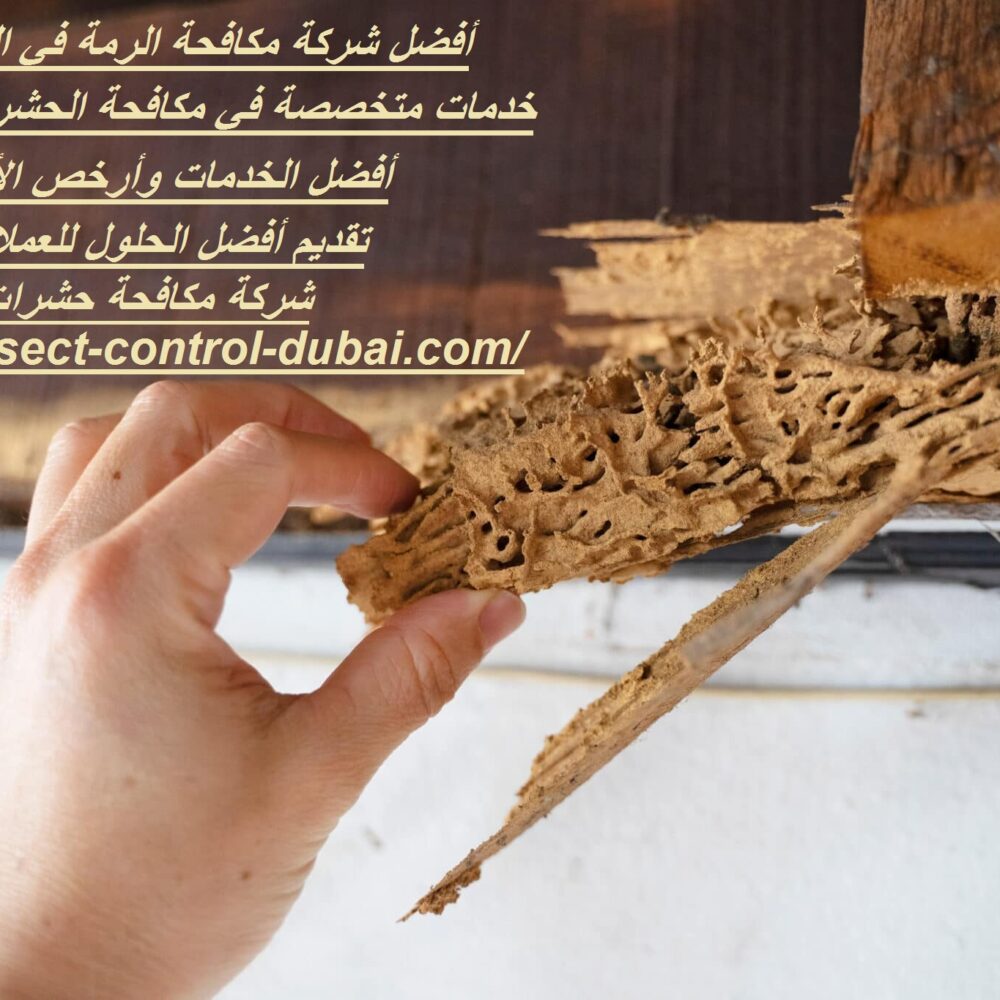 شركة مكافحة الرمة في العين