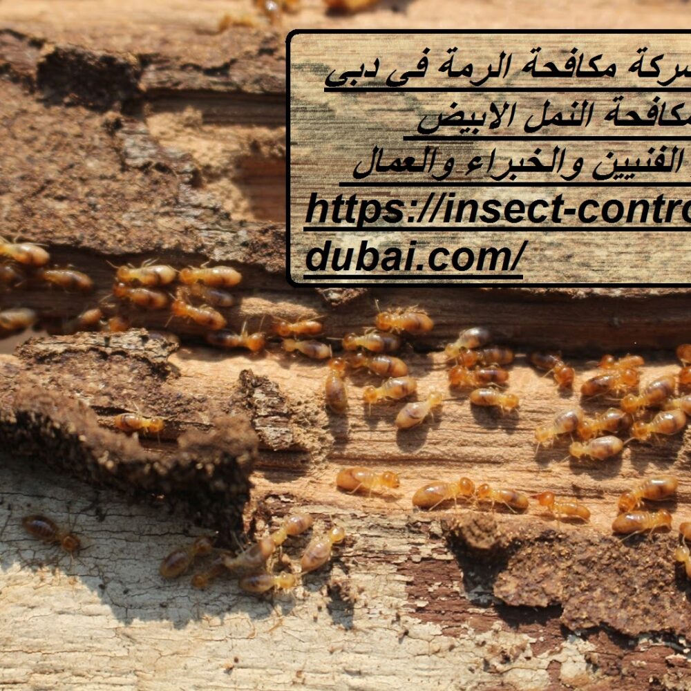 شركة مكافحة الرمة في دبي