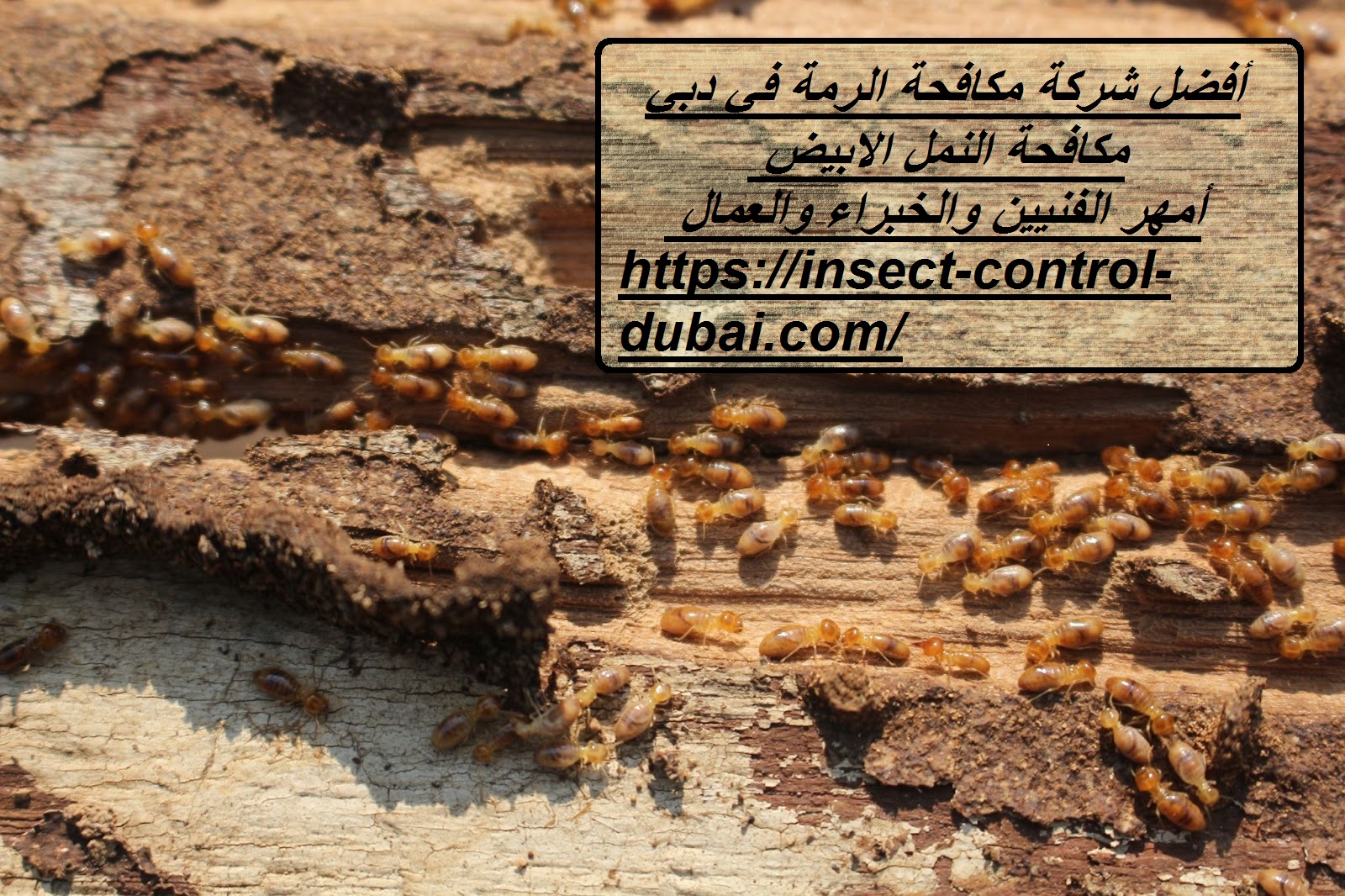 شركة مكافحة الرمة في دبي
