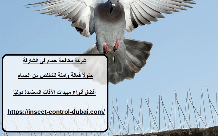 شركة مكافحة حمام فى الشارقة