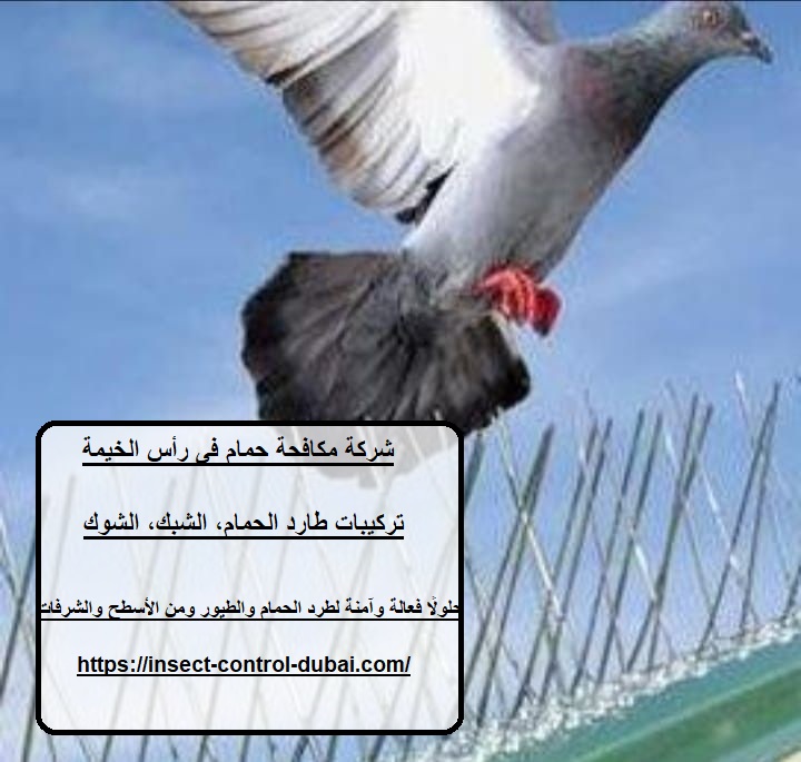 شركة مكافحة حمام فى رأس الخيمة