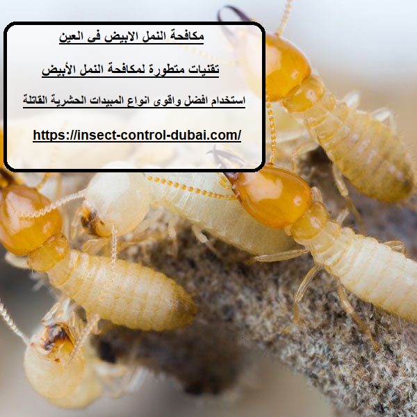 مكافحة النمل الابيض في العين
