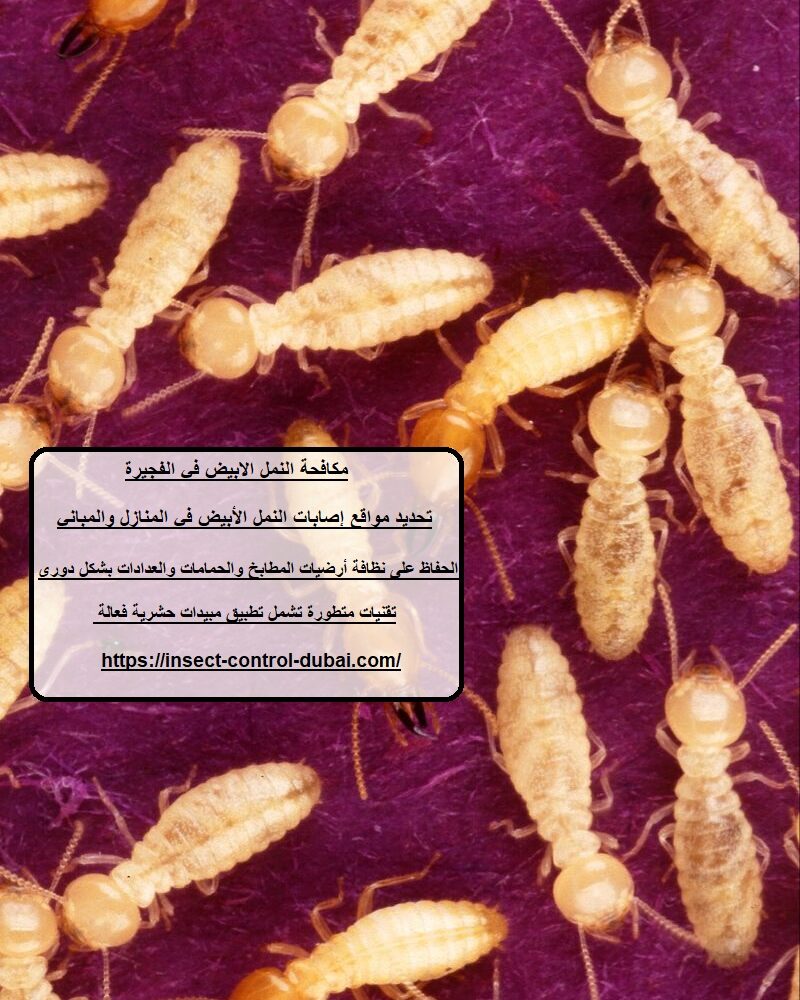 مكافحة النمل الابيض في الفجيرة