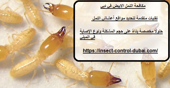 مكافحة النمل الابيض في دبي